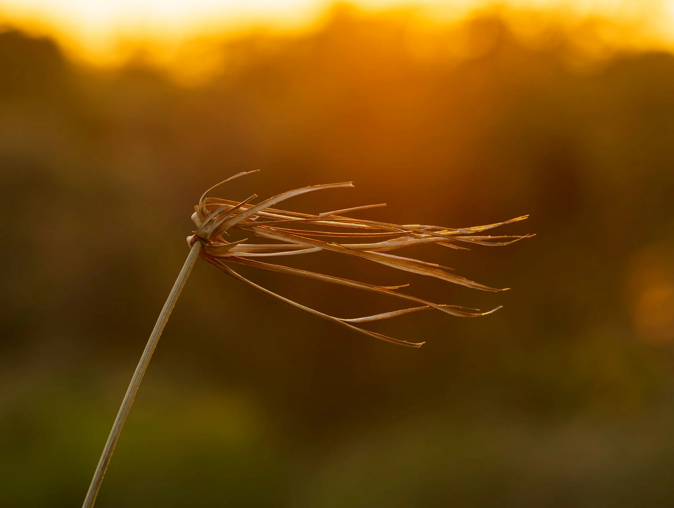 Charamuscas doradas mecidas por la luz del atardecer