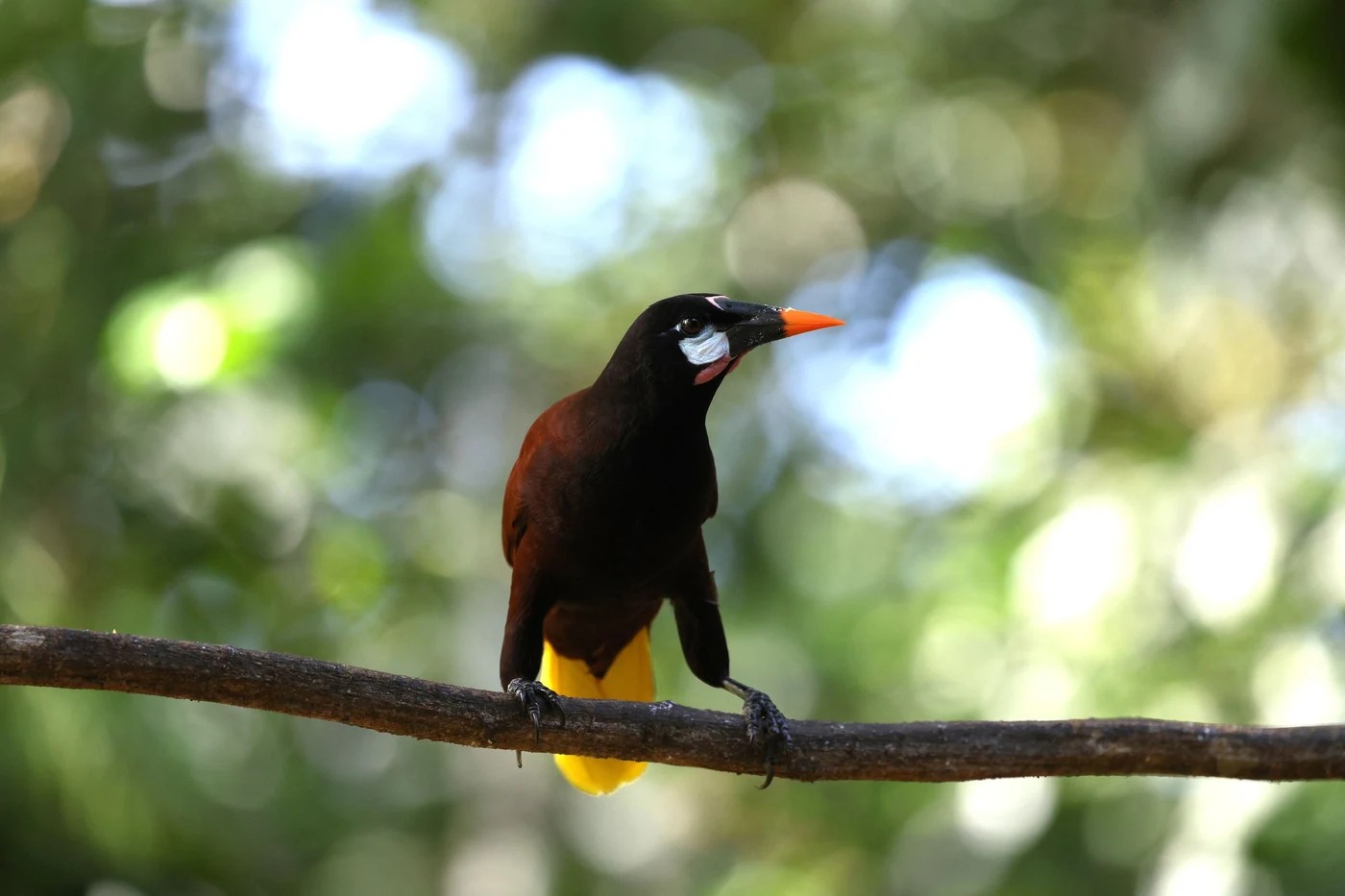 Oropéndola posada en una rama del bosque seco del Monte Firme