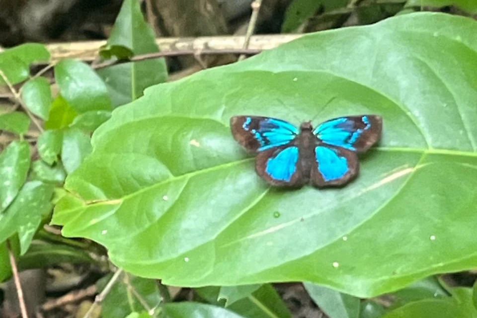 Mariposa azul sobre una hoja en el Monte Firme, fotografía de Raquel